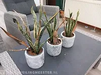 Tuinset - afbeelding 12 van  12