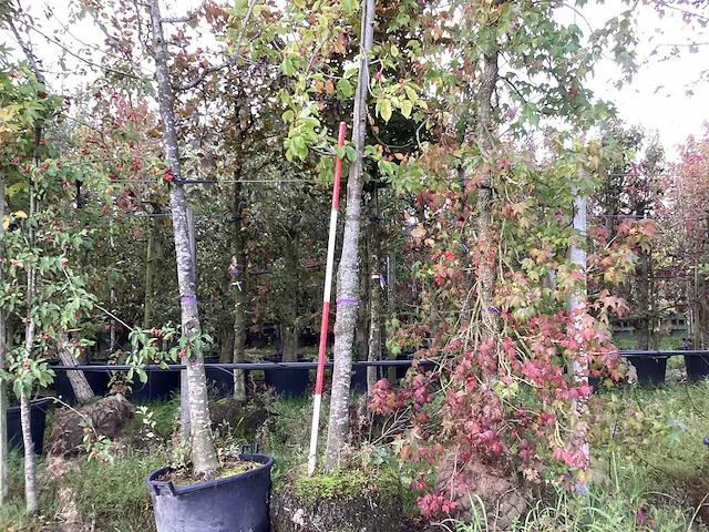 Tulpenboom - laanboom - afbeelding 1 van  3