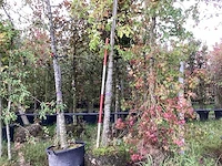 Tulpenboom - laanboom - afbeelding 1 van  3