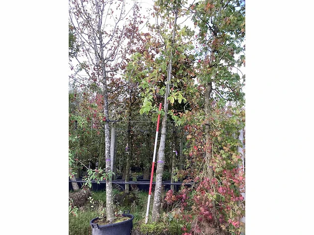 Tulpenboom - laanboom - afbeelding 2 van  3