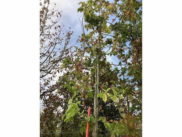 Tulpenboom - laanboom - afbeelding 3 van  3