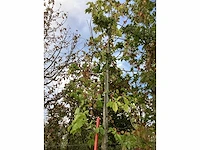 Tulpenboom - laanboom - afbeelding 3 van  3