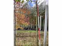 Tulpenboom - parkboom - afbeelding 3 van  3