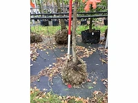 Tulpenboom - sierboom - afbeelding 4 van  4