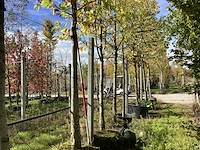 Tulpenboom - vormboom (3x) - afbeelding 1 van  4