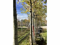Tulpenboom - vormboom (3x) - afbeelding 2 van  4