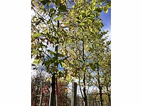 Tulpenboom - vormboom (3x) - afbeelding 3 van  4