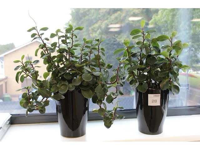Twee groene planten in pot. ca. 70 cm hoog. - afbeelding 1 van  1