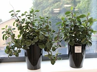 Twee groene planten in pot. ca. 70 cm hoog. - afbeelding 1 van  1