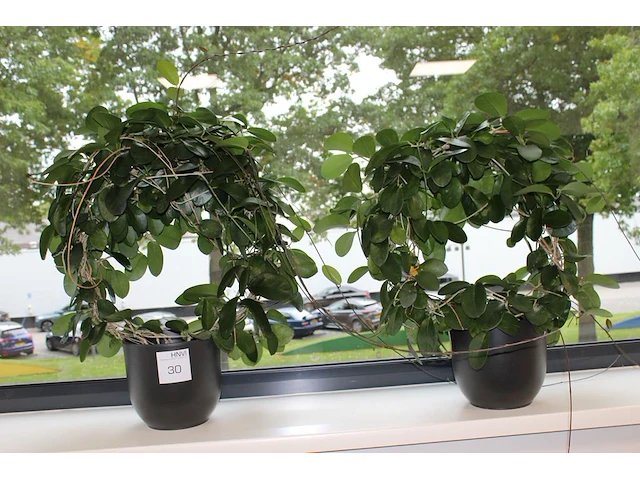 Twee groene planten in pot. ca. 80 cm hoog. - afbeelding 1 van  1