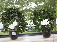 Twee groene planten in pot. ca. 80 cm hoog. - afbeelding 1 van  1