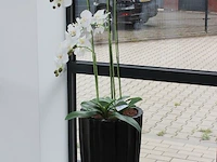 Twee kunstorchideeen in pot, hoogte 160cm. - afbeelding 2 van  3