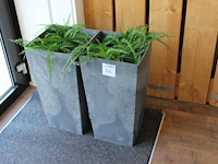 Twee kunstplanten in kunststof plantenbakken met hoogte 65 cm. - afbeelding 1 van  2