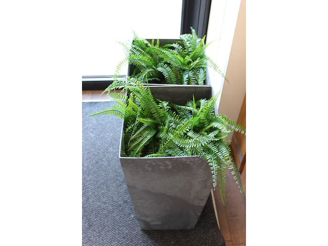 Twee kunstplanten in kunststof plantenbakken met hoogte 65 cm. - afbeelding 2 van  2
