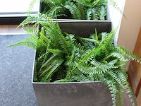 Twee kunstplanten in kunststof plantenbakken met hoogte 65 cm. - afbeelding 2 van  2