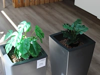 Twee kunstplanten in kunststof plantenbakken met hoogte 80 cm. - afbeelding 2 van  2