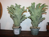 Twee kunstplanten in pot, hoogte ca 40 cm. - afbeelding 1 van  1