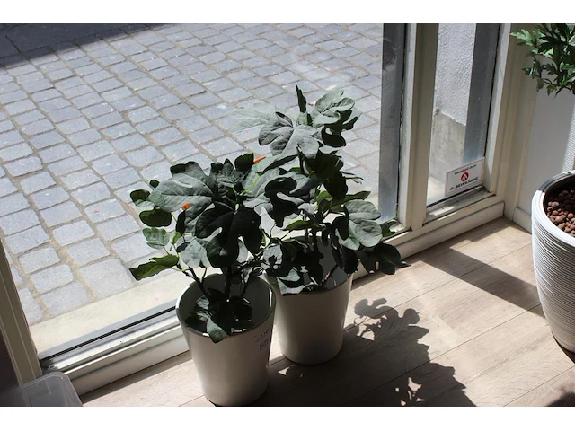 Twee kunstplanten in pot met hoogte 65 cm. - afbeelding 1 van  2