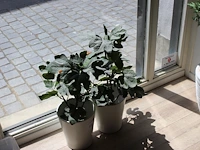 Twee kunstplanten in pot met hoogte 65 cm. - afbeelding 1 van  2