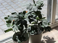 Twee kunstplanten in pot met hoogte 65 cm. - afbeelding 2 van  2