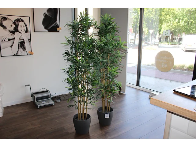Twee kunstplanten in pot met hoogte circa 180 cm. - afbeelding 2 van  2