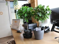 Twee kunststof planten hoogte 45 cm. - afbeelding 1 van  2