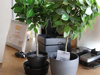 Twee kunststof planten hoogte 45 cm. - afbeelding 2 van  2