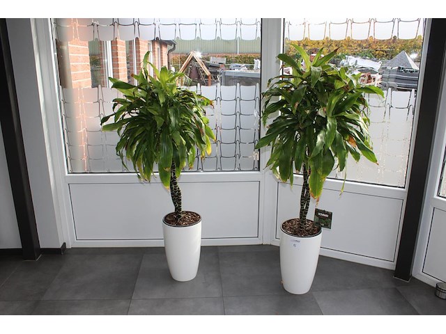 Twee planten in pot hoogte ca. 160 cm. - afbeelding 1 van  3