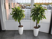 Twee planten in pot hoogte ca. 160 cm.