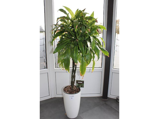 Twee planten in pot hoogte ca. 160 cm. - afbeelding 2 van  3