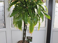 Twee planten in pot hoogte ca. 160 cm. - afbeelding 2 van  3