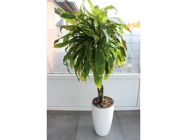 Twee planten in pot hoogte ca. 160 cm. - afbeelding 3 van  3