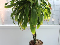 Twee planten in pot hoogte ca. 160 cm. - afbeelding 3 van  3