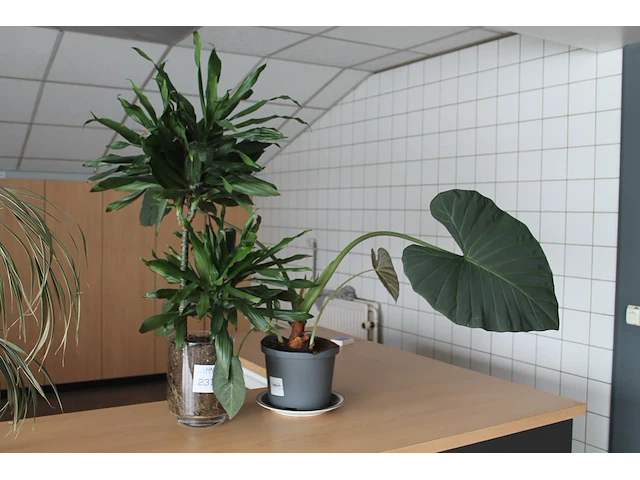 Twee planten in pot waaronder met hoogte 105 cm. - afbeelding 1 van  2