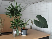 Twee planten in pot waaronder met hoogte 105 cm. - afbeelding 1 van  2