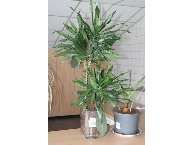 Twee planten in pot waaronder met hoogte 105 cm. - afbeelding 2 van  2