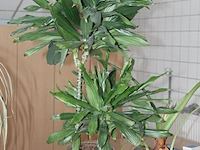 Twee planten in pot waaronder met hoogte 105 cm. - afbeelding 2 van  2