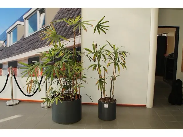 Twee planten op hydrocultuur met hoogte o.a. 200 cm. - afbeelding 1 van  1