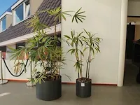 Twee planten op hydrocultuur met hoogte o.a. 200 cm. - afbeelding 1 van  1