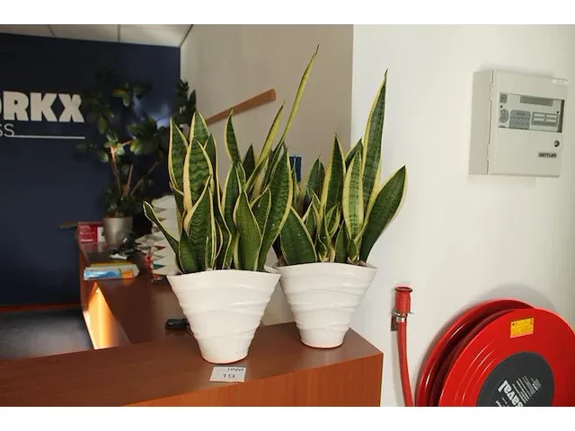 Twee potten 22 cm. met planten. - afbeelding 1 van  1