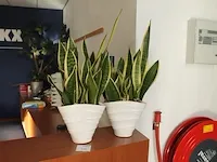 Twee potten 22 cm. met planten. - afbeelding 1 van  1
