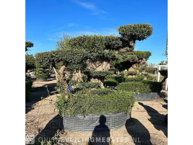 Unieke pon pon olijfboom hoogte 320 cm - afbeelding 1 van  4