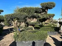 Unieke pon pon olijfboom hoogte 320 cm