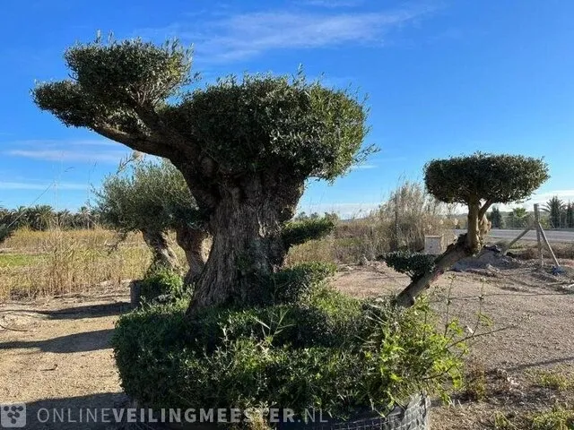Unieke pon pon olijfboom hoogte 320 cm - afbeelding 2 van  4