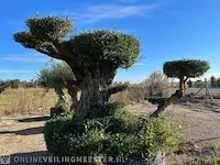 Unieke pon pon olijfboom hoogte 320 cm - afbeelding 2 van  4