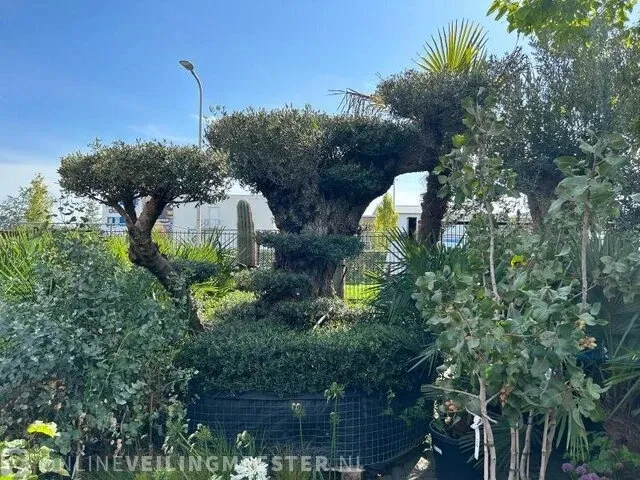 Unieke pon pon olijfboom hoogte 320 cm - afbeelding 3 van  4