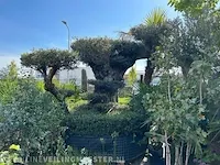 Unieke pon pon olijfboom hoogte 320 cm - afbeelding 3 van  4
