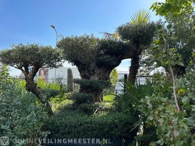 Unieke pon pon olijfboom hoogte 320 cm - afbeelding 4 van  4