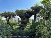 Unieke pon pon olijfboom hoogte 320 cm - afbeelding 4 van  4