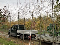 Valse christusdoorn - perennial tree